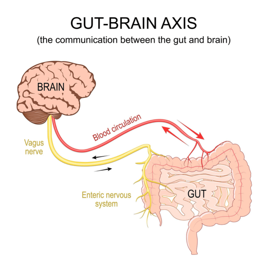 Per què cada vegada hi ha més problemes digestius? Per què cada vegada hi ha més problemes digestius?